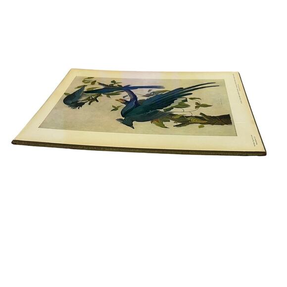John James Audubon 1785-1851 Columbia Jay From The Birds of America Plate 96 - Picture 8 of 11